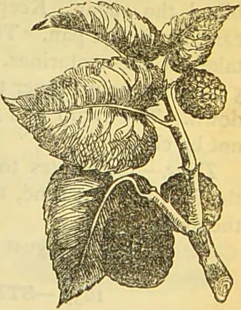 An illustration from The book of household management : comprising information for the mistress ... also, sanitary, medical, & legal memoranda; with a history of the origin, properties, and uses of all things connected with home life and comfort / by Mrs. Isabella Beeton., 1869, leaf 877