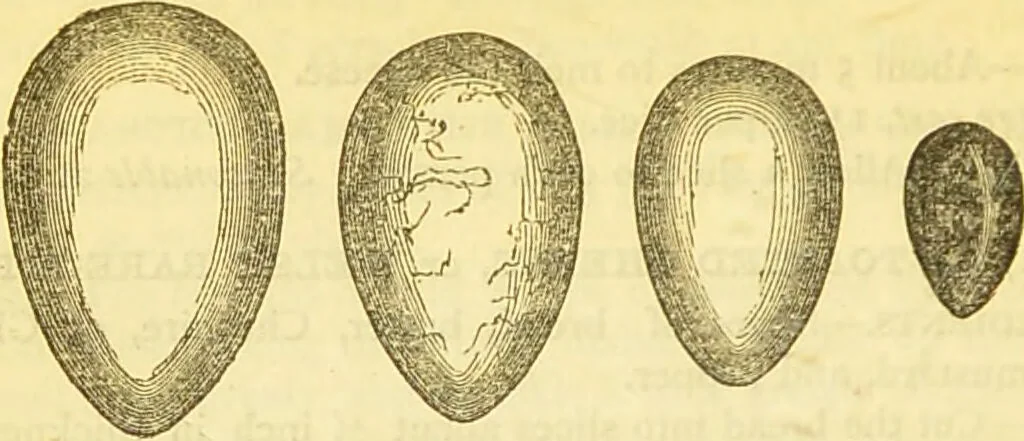 An illustration from The book of household management : comprising information for the mistress ... also, sanitary, medical, & legal memoranda; with a history of the origin, properties, and uses of all things connected with home life and comfort / by Mrs. Isabella Beeton., 1869, leaf 928