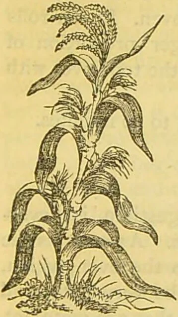 An illustration from The book of household management : comprising information for the mistress ... also, sanitary, medical, & legal memoranda; with a history of the origin, properties, and uses of all things connected with home life and comfort / by Mrs. Isabella Beeton., 1869, leaf 947