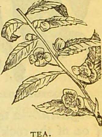 An illustration from The book of household management : comprising information for the mistress ... also, sanitary, medical, & legal memoranda; with a history of the origin, properties, and uses of all things connected with home life and comfort / by Mrs. Isabella Beeton., 1869, leaf 989