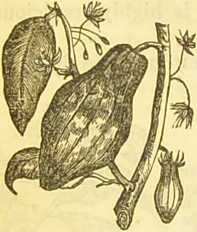 An illustration from The book of household management : comprising information for the mistress ... also, sanitary, medical, & legal memoranda; with a history of the origin, properties, and uses of all things connected with home life and comfort / by Mrs. Isabella Beeton., 1869, leaf 990