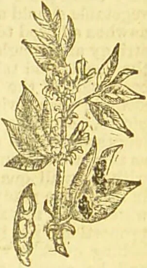 An illustration from Beeton's every-day cookery and housekeeping book : comprising instructions for mistress and servants, and a collection of over sixteen hundred and fifty practical receipts. With numerous wood engravings and one hundred and forty-two coloured figures, showing the proper mode of sending dishes to table., 1888, leaf 109