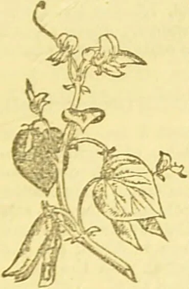 An illustration from Beeton's every-day cookery and housekeeping book : comprising instructions for mistress and servants, and a collection of over sixteen hundred and fifty practical receipts. With numerous wood engravings and one hundred and forty-two coloured figures, showing the proper mode of sending dishes to table., 1888, leaf 111
