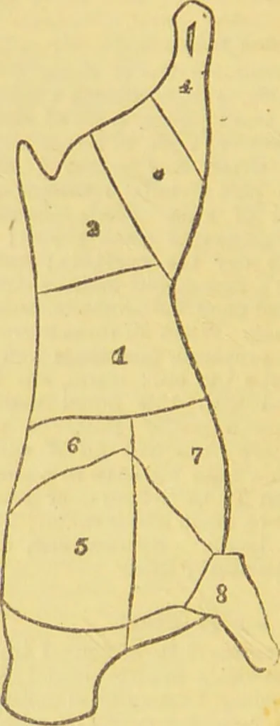 An illustration from Beeton's every-day cookery and housekeeping book : comprising instructions for mistress and servants, and a collection of over sixteen hundred and fifty practical receipts. With numerous wood engravings and one hundred and forty-two coloured figures, showing the proper mode of sending dishes to table., 1888, leaf 142