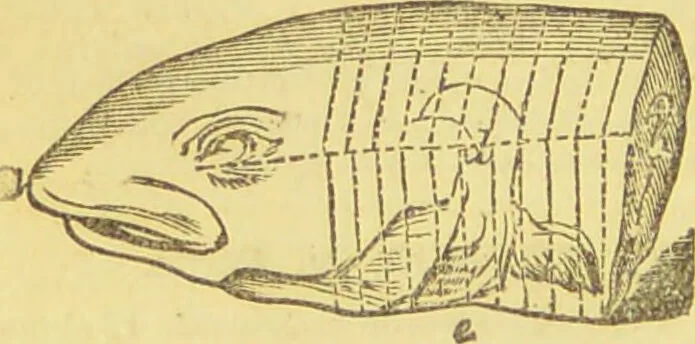 An illustration from Beeton's every-day cookery and housekeeping book : comprising instructions for mistress and servants, and a collection of over sixteen hundred and fifty practical receipts. With numerous wood engravings and one hundred and forty-two coloured figures, showing the proper mode of sending dishes to table., 1888, leaf 168