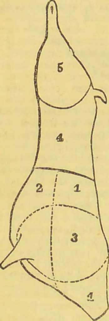 An illustration from Beeton's every-day cookery and housekeeping book : comprising instructions for mistress and servants, and a collection of over sixteen hundred and fifty practical receipts. With numerous wood engravings and one hundred and forty-two coloured figures, showing the proper mode of sending dishes to table., 1888, leaf 262