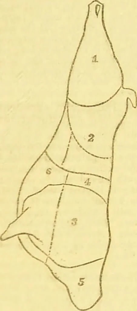 An illustration from Beeton's every-day cookery and housekeeping book : comprising instructions for mistress and servants, and a collection of over sixteen hundred and fifty practical receipts. With numerous wood engravings and one hundred and forty-two coloured figures, showing the proper mode of sending dishes to table., 1888, leaf 295