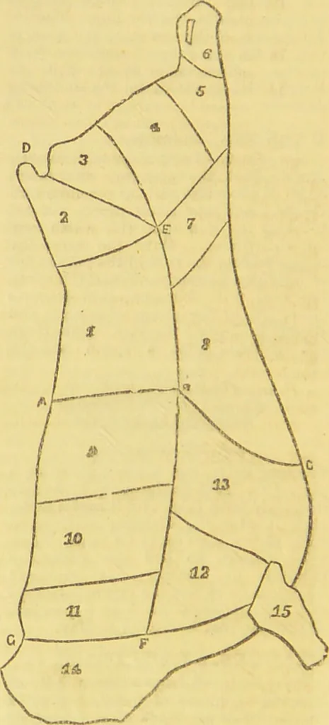 An illustration from Beeton's every-day cookery and housekeeping book : comprising instructions for mistress and servants, and a collection of over sixteen hundred and fifty practical receipts. With numerous wood engravings and one hundred and forty-two coloured figures, showing the proper mode of sending dishes to table., 1888, leaf 318