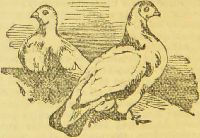 An illustration from Beeton's every-day cookery and housekeeping book : comprising instructions for mistress and servants, and a collection of over sixteen hundred and fifty practical receipts. With numerous wood engravings and one hundred and forty-two coloured figures, showing the proper mode of sending dishes to table., 1888, leaf 360