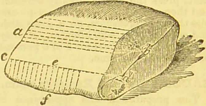 An illustration from Beeton's every-day cookery and housekeeping book : comprising instructions for mistress and servants, and a collection of over sixteen hundred and fifty practical receipts. With numerous wood engravings and one hundred and forty-two coloured figures, showing the proper mode of sending dishes to table., 1888, leaf 391