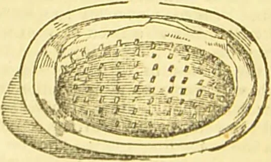 An illustration from Beeton's every-day cookery and housekeeping book : comprising instructions for mistress and servants, and a collection of over sixteen hundred and fifty practical receipts. With numerous wood engravings and one hundred and forty-two coloured figures, showing the proper mode of sending dishes to table., 1888, leaf 445