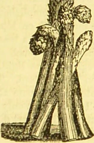 An illustration from Beeton's every-day cookery and housekeeping book : comprising instructions for mistress and servants, and a collection of over sixteen hundred and fifty practical receipts. With numerous wood engravings and one hundred and forty-two coloured figures, showing the proper mode of sending dishes to table., 1888, leaf 489