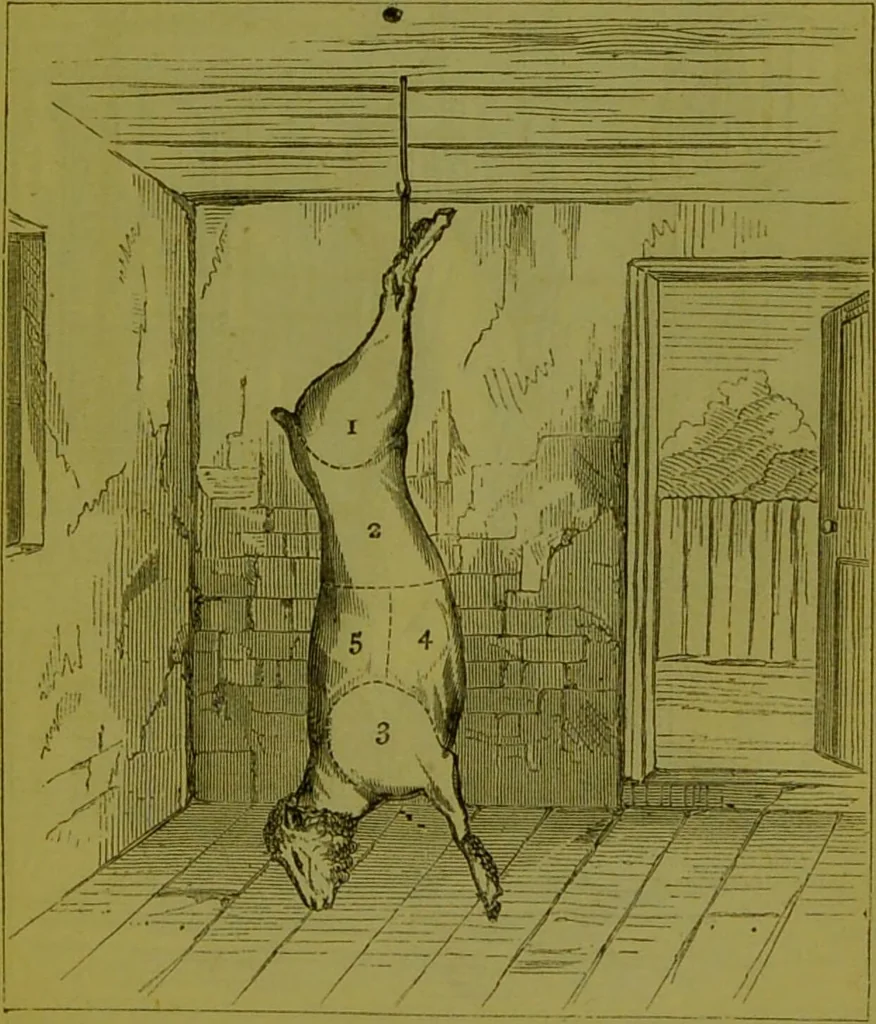An illustration from Warne's model cookery and housekeeping book : containing complete instructions in household management, and receipts for breakfast dishes ... bills of fare, duties of servants, etc. / compiled and edited by Mary Jewry., 1871, leaf 15