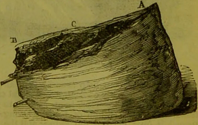 An illustration from Warne's model cookery and housekeeping book : containing complete instructions in household management, and receipts for breakfast dishes ... bills of fare, duties of servants, etc. / compiled and edited by Mary Jewry., 1871, leaf 35