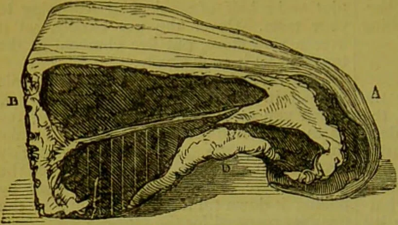 An illustration from Warne's model cookery and housekeeping book : containing complete instructions in household management, and receipts for breakfast dishes ... bills of fare, duties of servants, etc. / compiled and edited by Mary Jewry., 1871, leaf 36