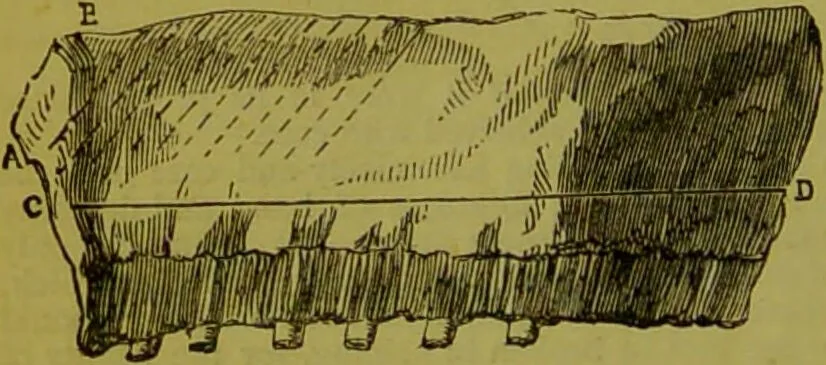 An illustration from Warne's model cookery and housekeeping book : containing complete instructions in household management, and receipts for breakfast dishes ... bills of fare, duties of servants, etc. / compiled and edited by Mary Jewry., 1871, leaf 36