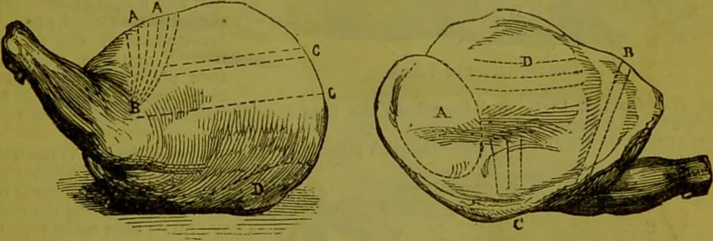 An illustration from Warne's model cookery and housekeeping book : containing complete instructions in household management, and receipts for breakfast dishes ... bills of fare, duties of servants, etc. / compiled and edited by Mary Jewry., 1871, leaf 37