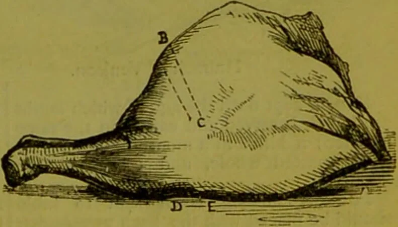 An illustration from Warne's model cookery and housekeeping book : containing complete instructions in household management, and receipts for breakfast dishes ... bills of fare, duties of servants, etc. / compiled and edited by Mary Jewry., 1871, leaf 37