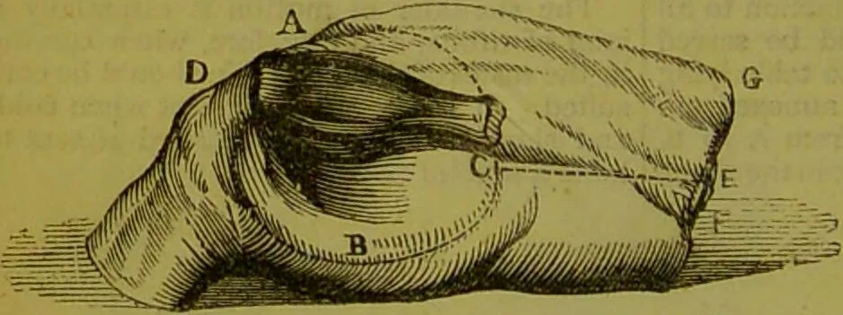 An illustration from Warne's model cookery and housekeeping book : containing complete instructions in household management, and receipts for breakfast dishes ... bills of fare, duties of servants, etc. / compiled and edited by Mary Jewry., 1871, leaf 38