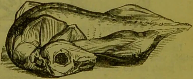 An illustration from Warne's model cookery and housekeeping book : containing complete instructions in household management, and receipts for breakfast dishes ... bills of fare, duties of servants, etc. / compiled and edited by Mary Jewry., 1871, leaf 39