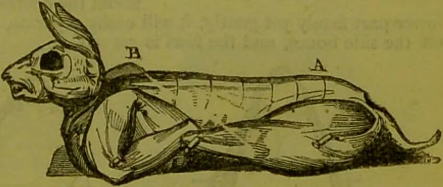 An illustration from Warne's model cookery and housekeeping book : containing complete instructions in household management, and receipts for breakfast dishes ... bills of fare, duties of servants, etc. / compiled and edited by Mary Jewry., 1871, leaf 39