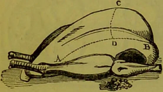 An illustration from Warne's model cookery and housekeeping book : containing complete instructions in household management, and receipts for breakfast dishes ... bills of fare, duties of servants, etc. / compiled and edited by Mary Jewry., 1871, leaf 40