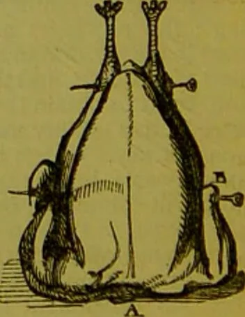 An illustration from Warne's model cookery and housekeeping book : containing complete instructions in household management, and receipts for breakfast dishes ... bills of fare, duties of servants, etc. / compiled and edited by Mary Jewry., 1871, leaf 40