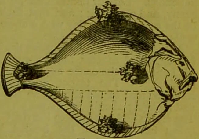 An illustration from Warne's model cookery and housekeeping book : containing complete instructions in household management, and receipts for breakfast dishes ... bills of fare, duties of servants, etc. / compiled and edited by Mary Jewry., 1871, leaf 41