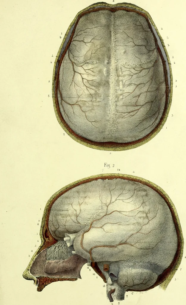 An illustration from The nervous system / By Ludovic Hirschfeld, .... Edited in English by Alexander Mason Macdougal,... , with artistically coloured lithographic illustrations, designed by J. B. Léveillé., 1867, leaf 43