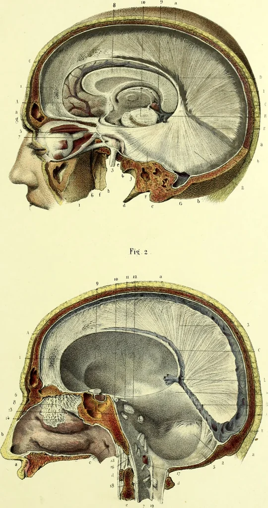 An illustration from The nervous system / By Ludovic Hirschfeld, .... Edited in English by Alexander Mason Macdougal,... , with artistically coloured lithographic illustrations, designed by J. B. Léveillé., 1867, leaf 47