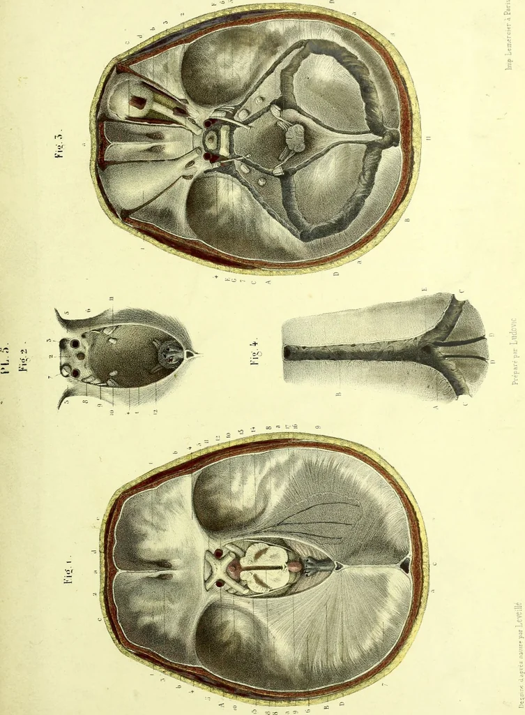 An illustration from The nervous system / By Ludovic Hirschfeld, .... Edited in English by Alexander Mason Macdougal,... , with artistically coloured lithographic illustrations, designed by J. B. Léveillé., 1867, leaf 51
