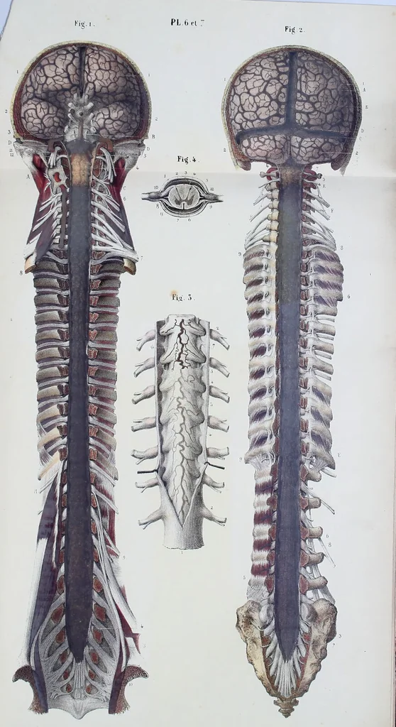 An illustration from The nervous system / By Ludovic Hirschfeld, .... Edited in English by Alexander Mason Macdougal,... , with artistically coloured lithographic illustrations, designed by J. B. Léveillé., 1867, leaf 55