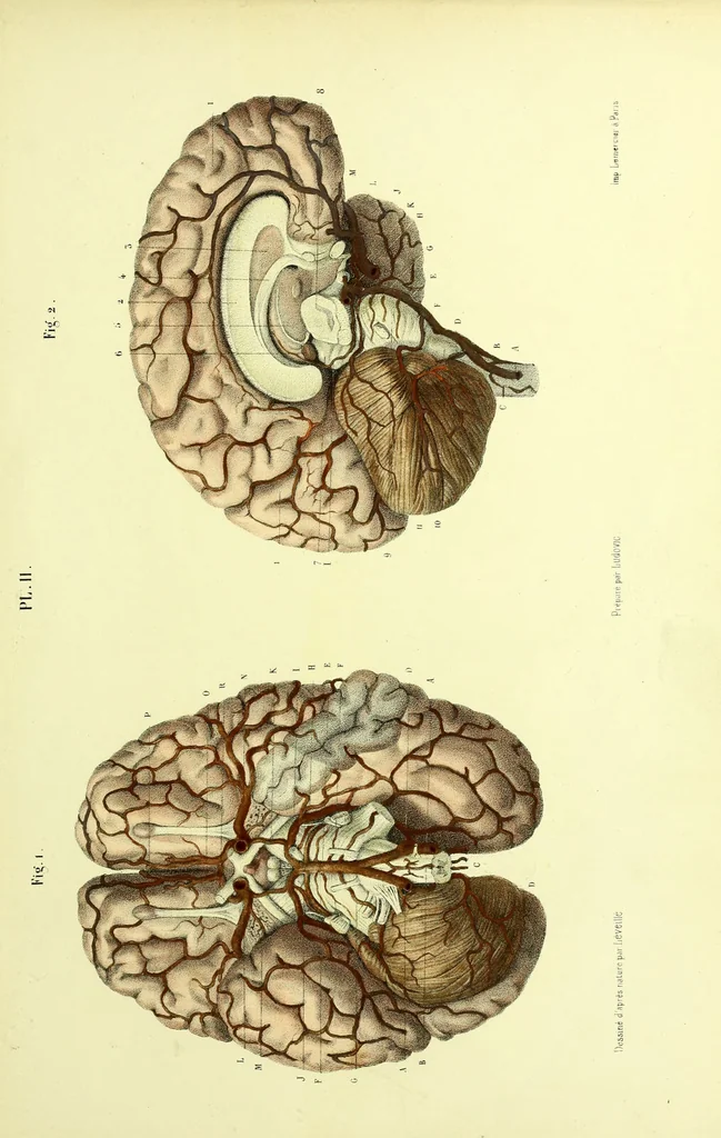 An illustration from The nervous system / By Ludovic Hirschfeld, .... Edited in English by Alexander Mason Macdougal,... , with artistically coloured lithographic illustrations, designed by J. B. Léveillé., 1867, leaf 67