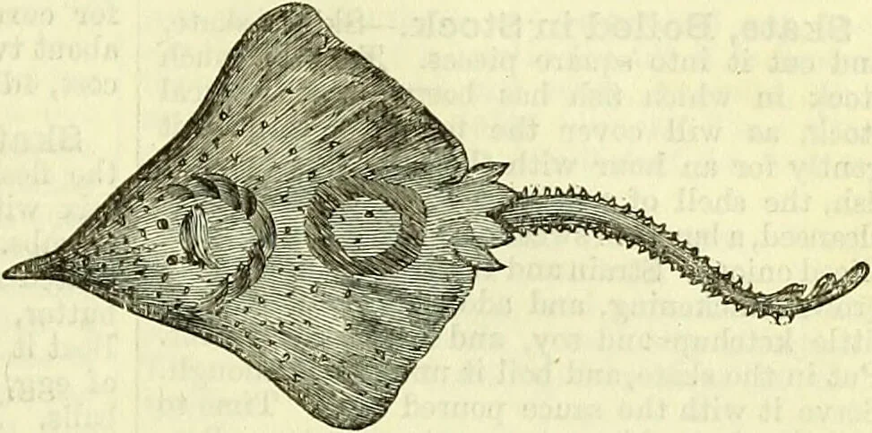 An illustration from Cassell's dictionary of cookery, with numerous engravings and full-page coloured plates : containing about nine thousand recipes., 1880, leaf 1007