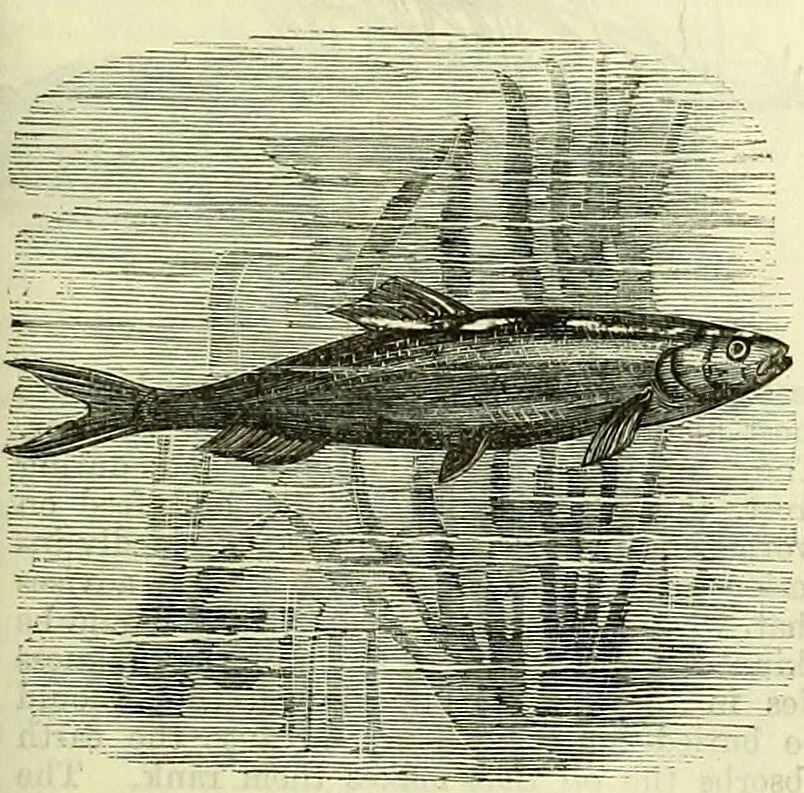 An illustration from Cassell's dictionary of cookery, with numerous engravings and full-page coloured plates : containing about nine thousand recipes., 1880, leaf 1011