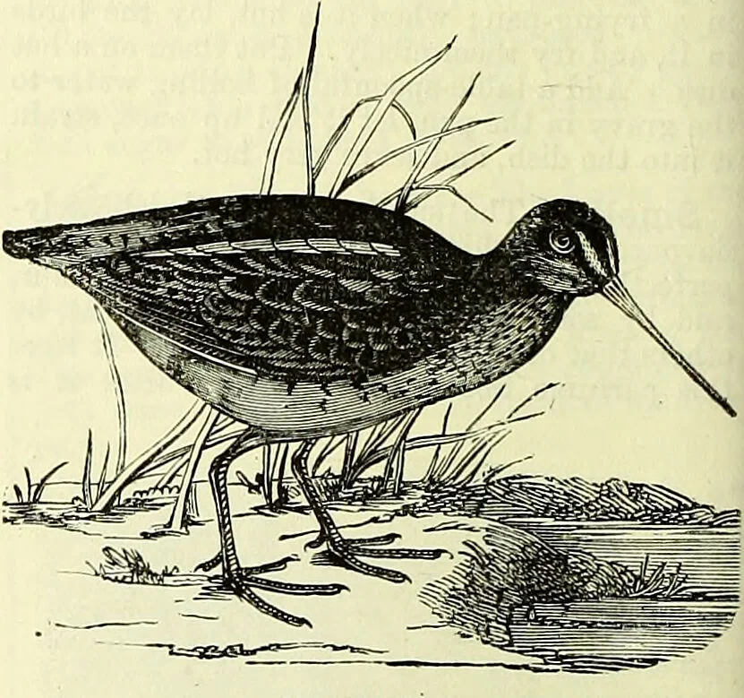 An illustration from Cassell's dictionary of cookery, with numerous engravings and full-page coloured plates : containing about nine thousand recipes., 1880, leaf 1012