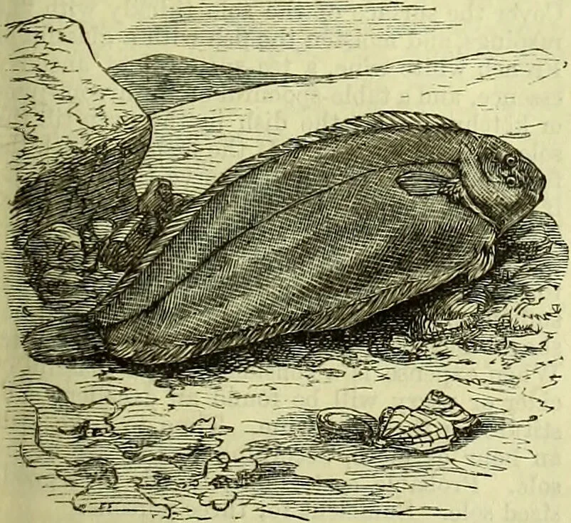 An illustration from Cassell's dictionary of cookery, with numerous engravings and full-page coloured plates : containing about nine thousand recipes., 1880, leaf 1017