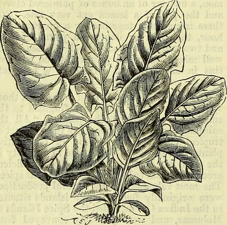 An illustration from Cassell's dictionary of cookery, with numerous engravings and full-page coloured plates : containing about nine thousand recipes., 1880, leaf 1042