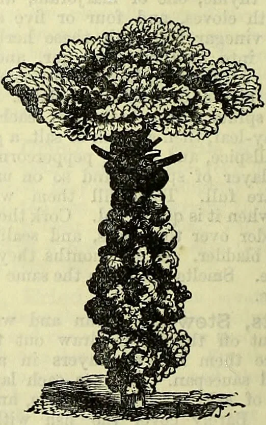 An illustration from Cassell's dictionary of cookery, with numerous engravings and full-page coloured plates : containing about nine thousand recipes., 1880, leaf 1050