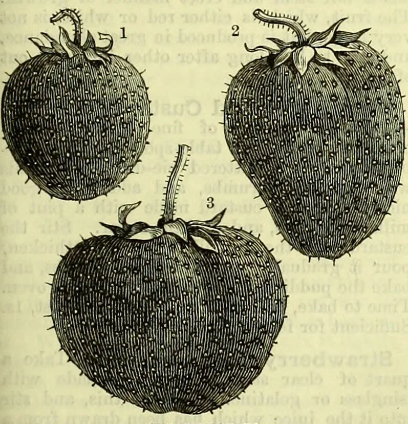 An illustration from Cassell's dictionary of cookery, with numerous engravings and full-page coloured plates : containing about nine thousand recipes., 1880, leaf 1057
