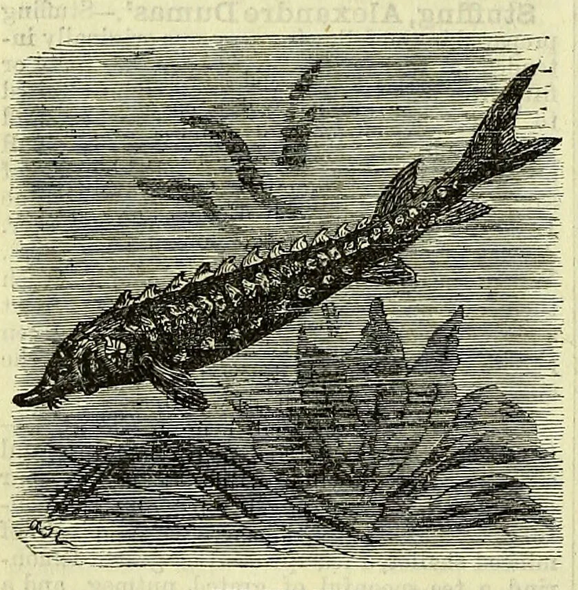 An illustration from Cassell's dictionary of cookery, with numerous engravings and full-page coloured plates : containing about nine thousand recipes., 1880, leaf 1062