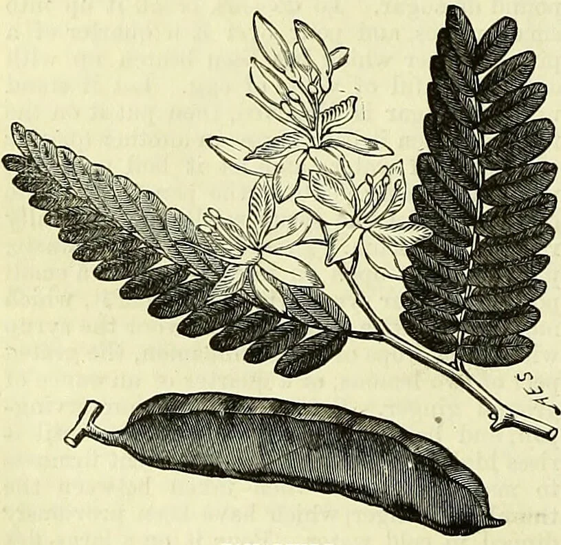 An illustration from Cassell's dictionary of cookery, with numerous engravings and full-page coloured plates : containing about nine thousand recipes., 1880, leaf 1086