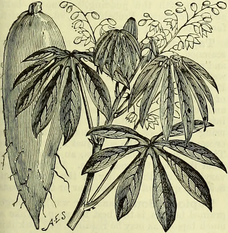 An illustration from Cassell's dictionary of cookery, with numerous engravings and full-page coloured plates : containing about nine thousand recipes., 1880, leaf 1087