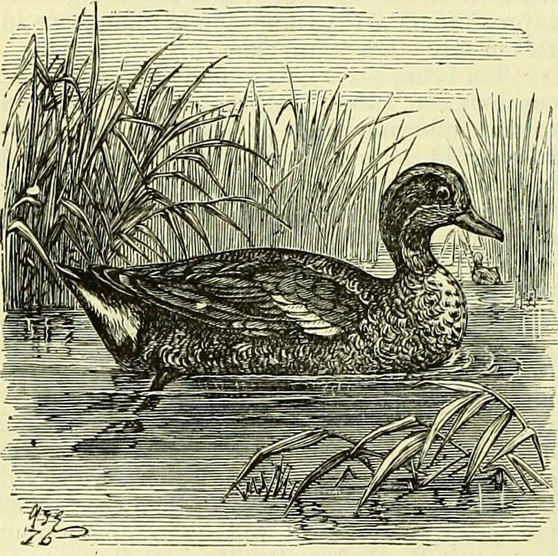 An illustration from Cassell's dictionary of cookery, with numerous engravings and full-page coloured plates : containing about nine thousand recipes., 1880, leaf 1094