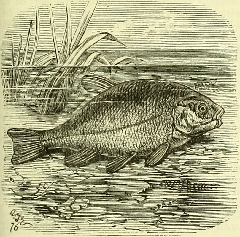 An illustration from Cassell's dictionary of cookery, with numerous engravings and full-page coloured plates : containing about nine thousand recipes., 1880, leaf 1095