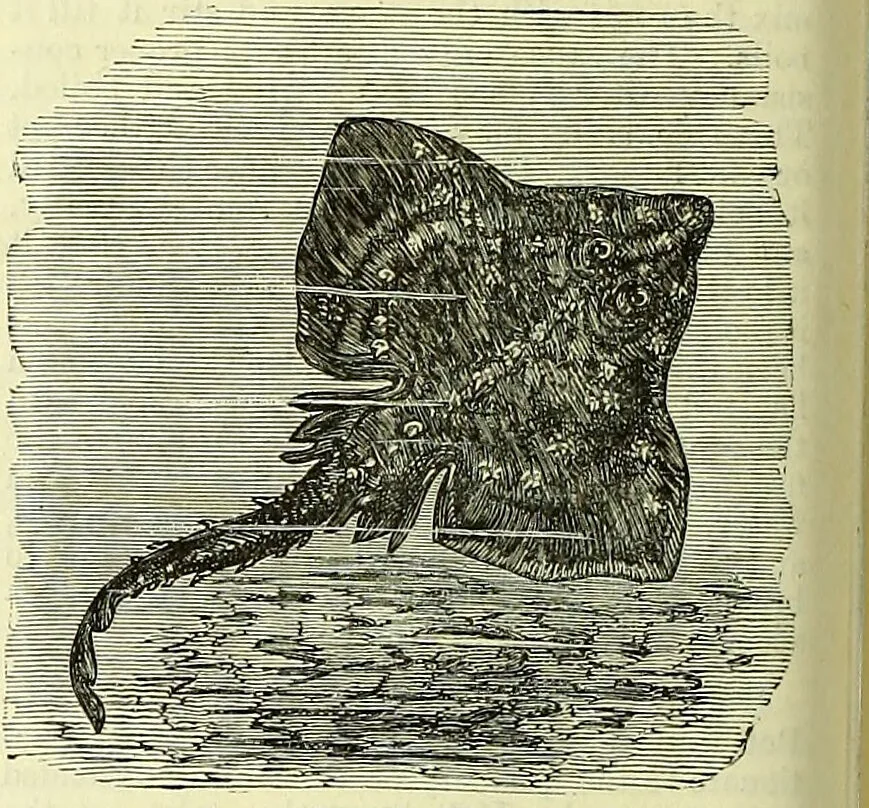 An illustration from Cassell's dictionary of cookery, with numerous engravings and full-page coloured plates : containing about nine thousand recipes., 1880, leaf 1098