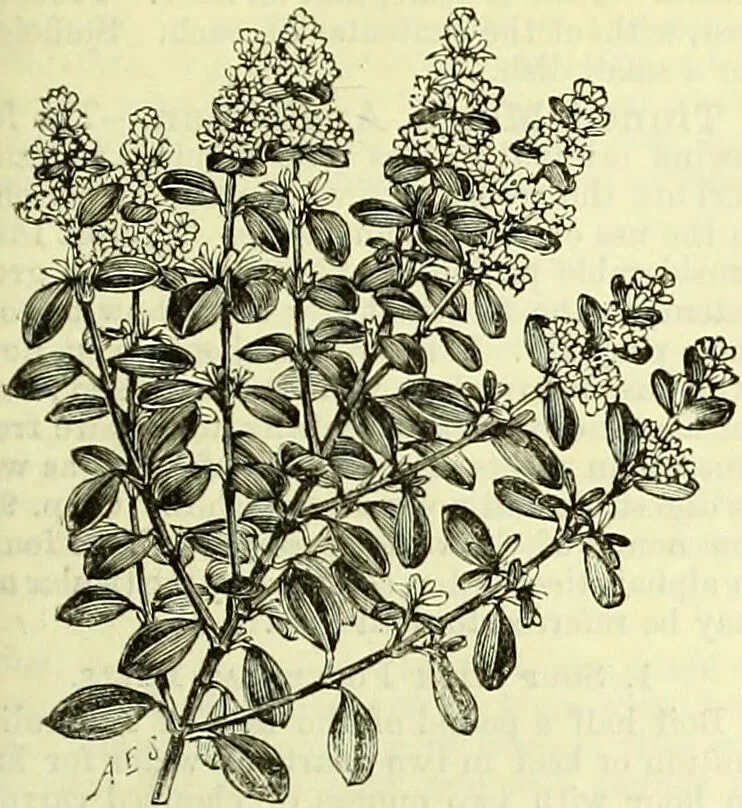 An illustration from Cassell's dictionary of cookery, with numerous engravings and full-page coloured plates : containing about nine thousand recipes., 1880, leaf 1099
