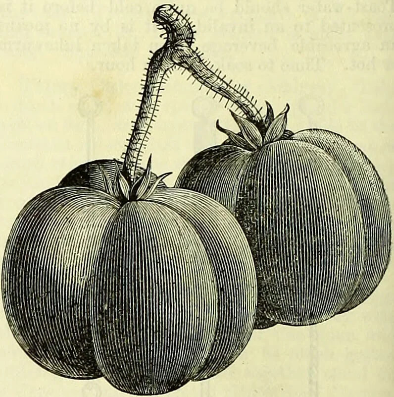 An illustration from Cassell's dictionary of cookery, with numerous engravings and full-page coloured plates : containing about nine thousand recipes., 1880, leaf 1110
