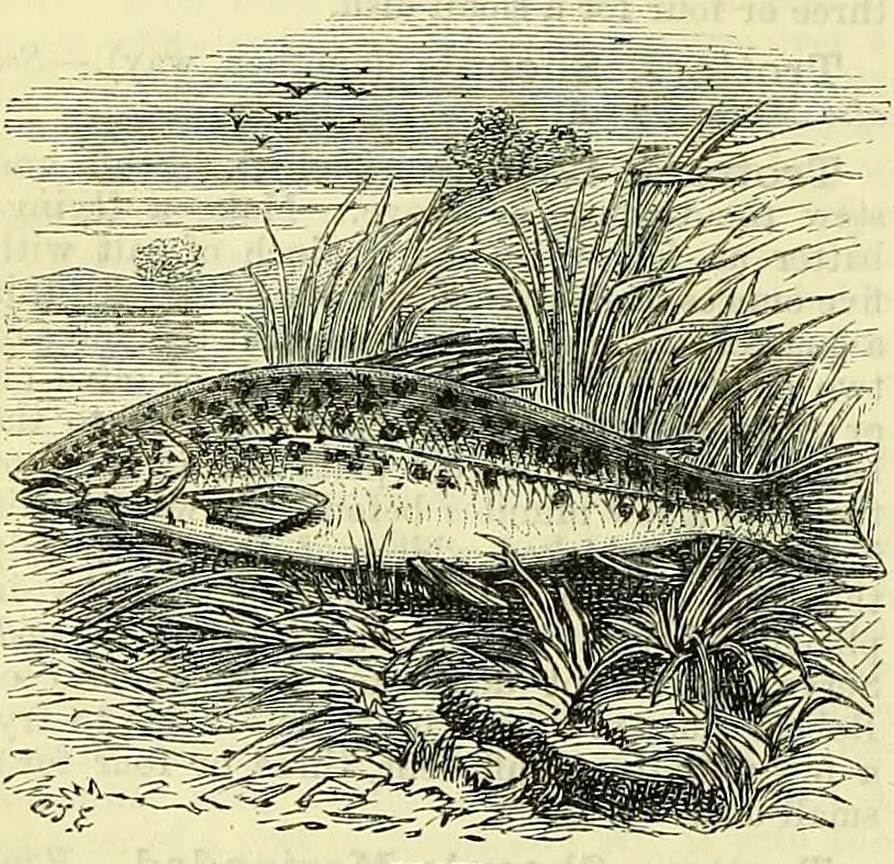 An illustration from Cassell's dictionary of cookery, with numerous engravings and full-page coloured plates : containing about nine thousand recipes., 1880, leaf 1124