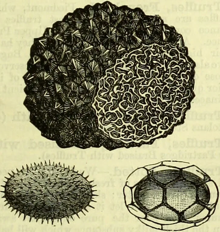An illustration from Cassell's dictionary of cookery, with numerous engravings and full-page coloured plates : containing about nine thousand recipes., 1880, leaf 1127